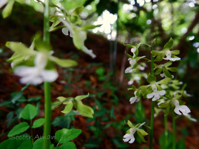 Calanthe discolor