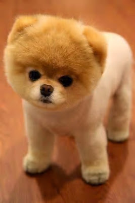 Boo the Pomeranian