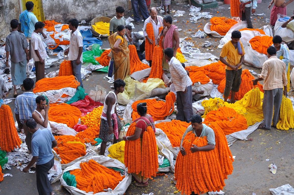 types of flowers g Different Types of Flowers in India | 1024 x 680