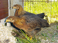 2 seven week Welsummer pullets