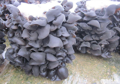 Oyster Mushroom Spawn 