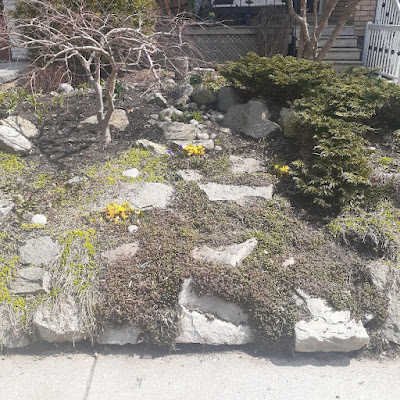 Junction Triangle Toronto Spring Garden Cleanup After by Paul Jung--Hire a Gardener Near Me