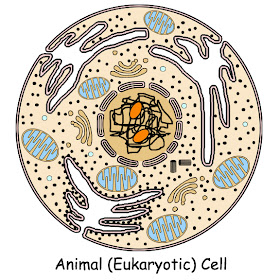 animal cell and plant cell animal cell and plant cell differences. animal cell and plant cell
