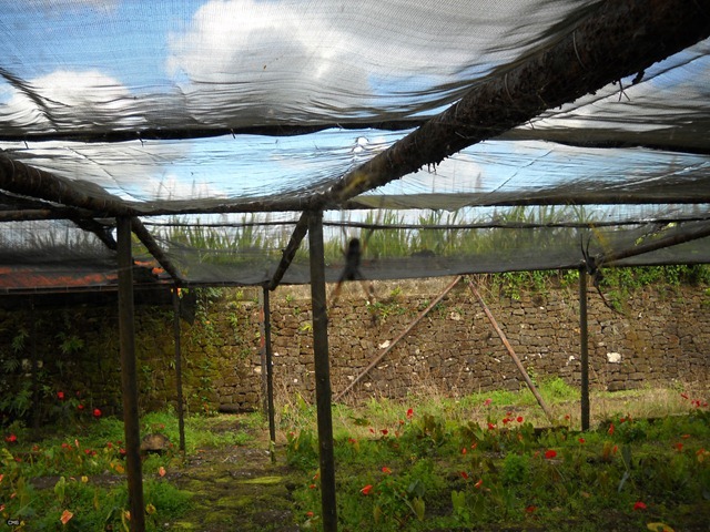 DSCN4703_2