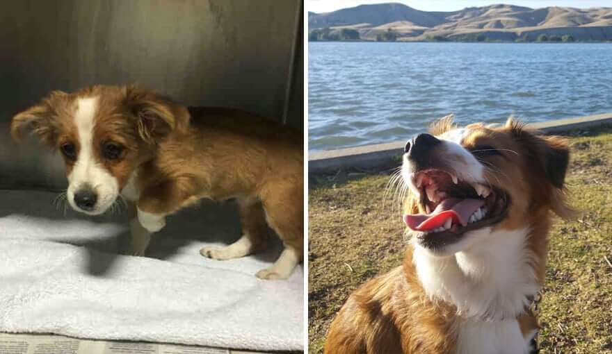 11 Adorable Before And After Dog Adoption Pictures