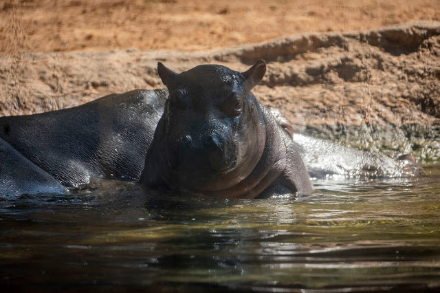 bebé hipopótamo GORI