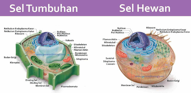 Pengertian dan Susunan Sistem Organisasi Kehidupan