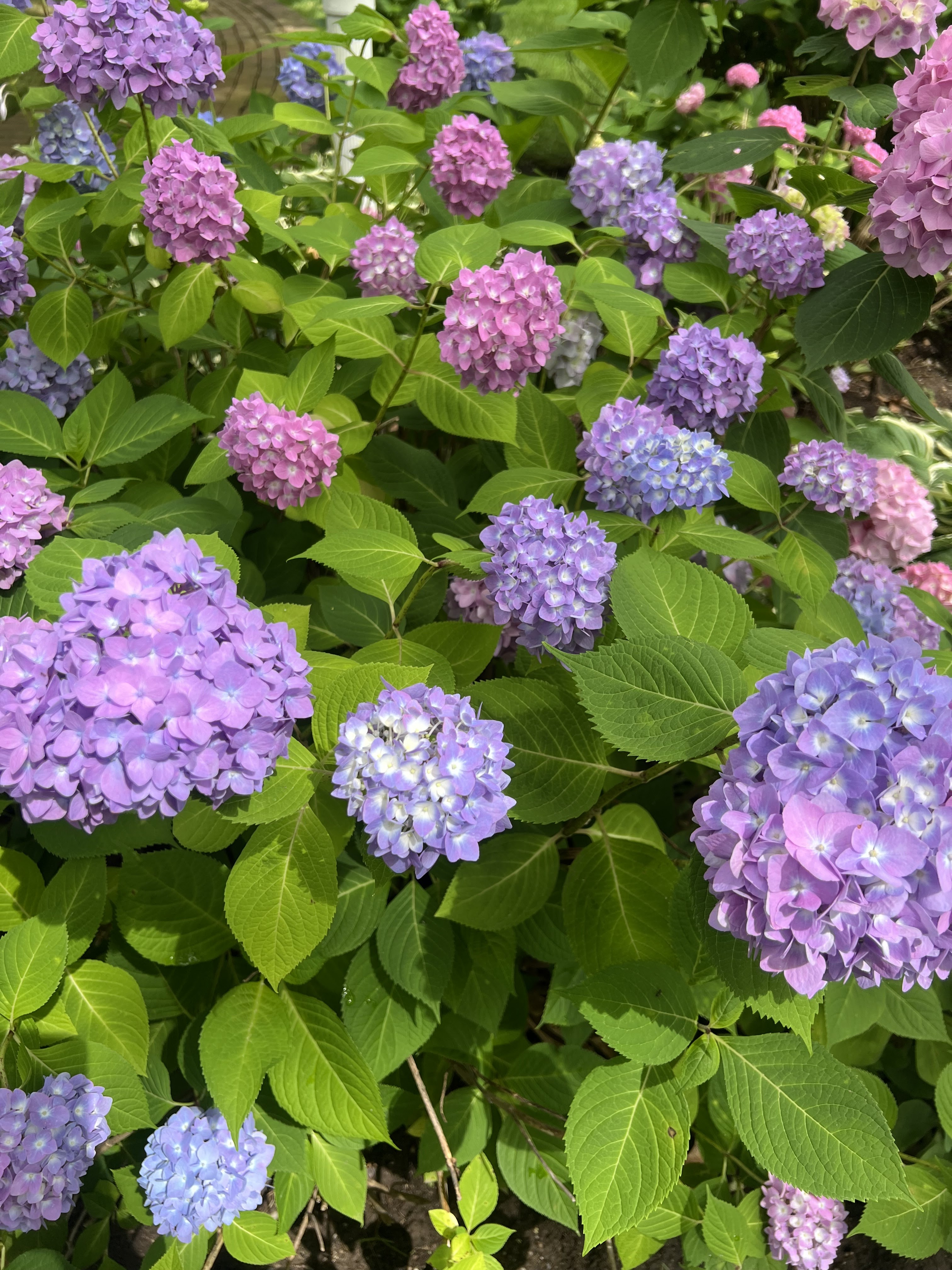hydrangeas, hydrangea, long island flowers, long island, long island summer