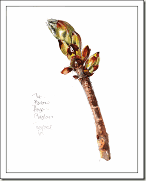 Chestnut-twig--s-bg