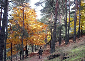 ¿Conoces el Arboreto Luis Ceballos, en El Escorial? 