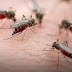 4 Diseases that are spread by mosquitoes