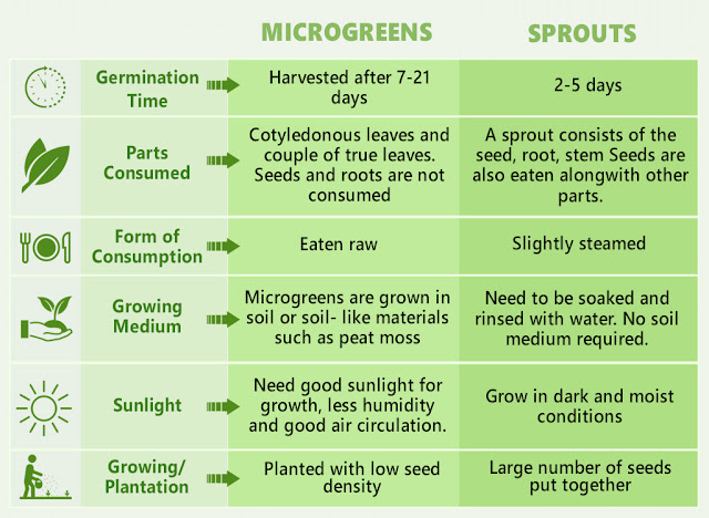 Sự khác nhau giữa rau non (microgreens) và rau mầm (sprouts)