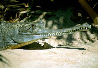 gharial