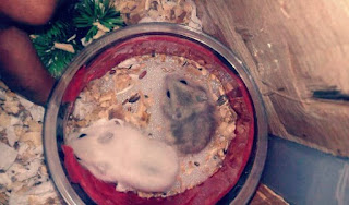  Kelucuan dan keimutan budpekerti hewan peliharaan yang satu ini membuat banyak orang yang m INI Tanda Tanda Hamster Yang Sedang Hamil