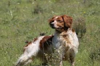 Spaniel Bretón