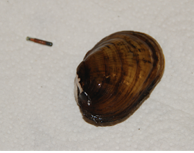 A northern riffleshell mussel.