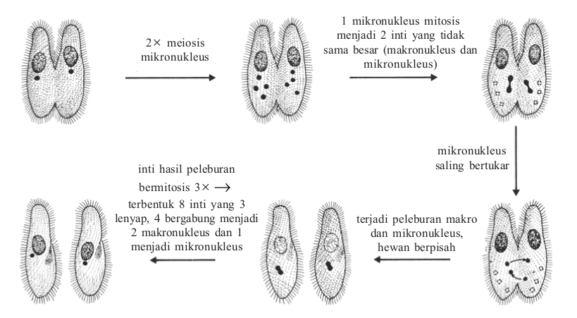 Konjugasi Paramaecium