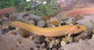 loach