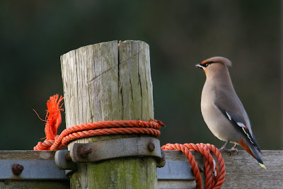 Sidesturt - Pestvogel - Bombycilla garrulus