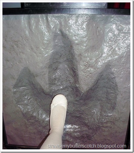 dinosaur footprint comparision