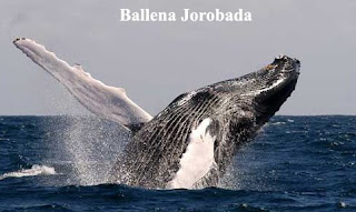 Ballena Yubarta o Jorobada en las aguas de Republica Dominicana