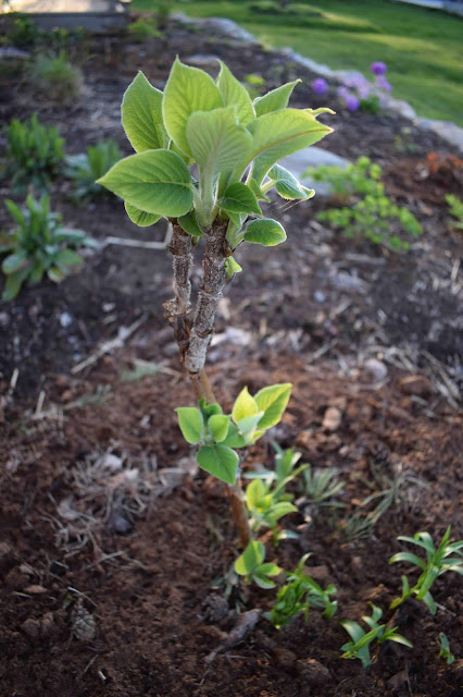 Hydrangea aspera ssp. sargentiana