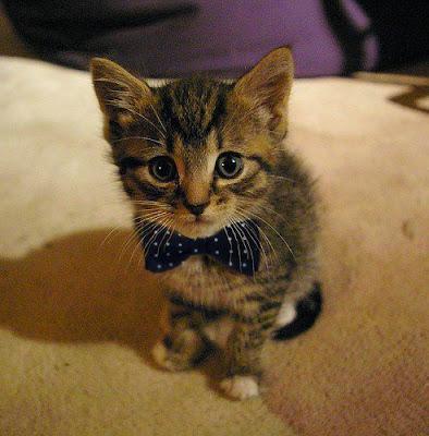 Милый котенок в галстуке бабочка