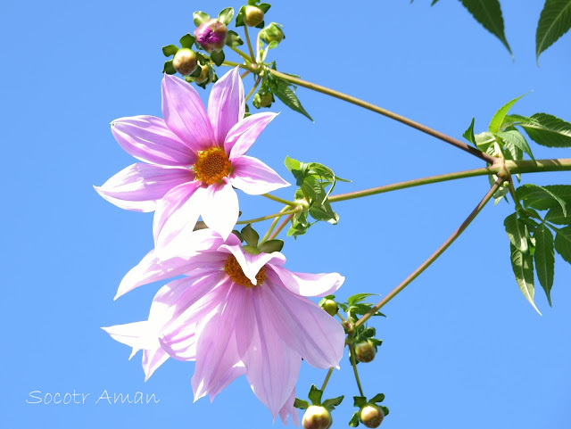 Dahlia imperialis