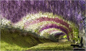 Wisteria Tunnel