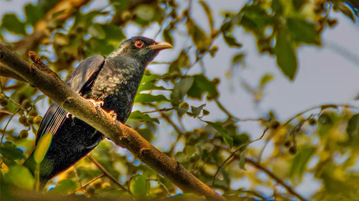 কোকিল পাখির ছবি ডাউনলোড - কোকিল পাখির ছবি আঁকা - কোকিল পাখির বৈশিষ্ট্য - kokil pakhi picture - insightflowblog.com - Image no 5