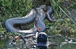 Inilah Ular Anaconda Raksasa Di Hutan Amazon Brazil