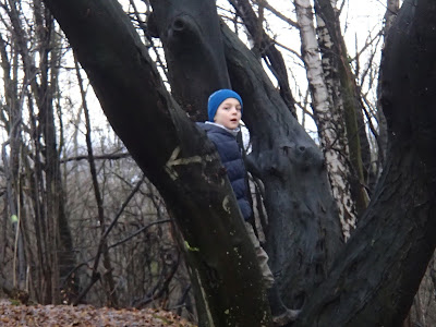 grzyby 2018, grzyby zimowe, grzyby w grudniu, grzyby w Lesie Wolskim, uszaki, boczniaki, płomiennice zimowe, wodnicha modrzewiowa