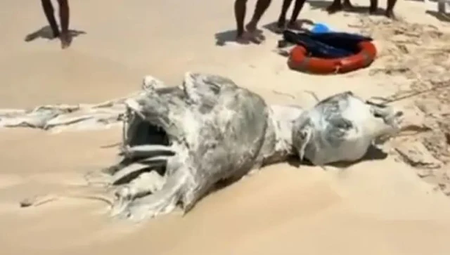 Dead animal causes panic on the North Coast