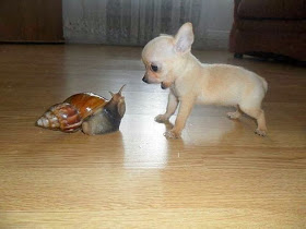 Cute dogs - part 3 (50 pics), little puppy vs giant snail
