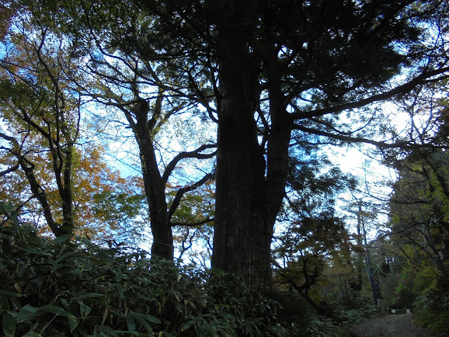 大山寺方面に向かいました