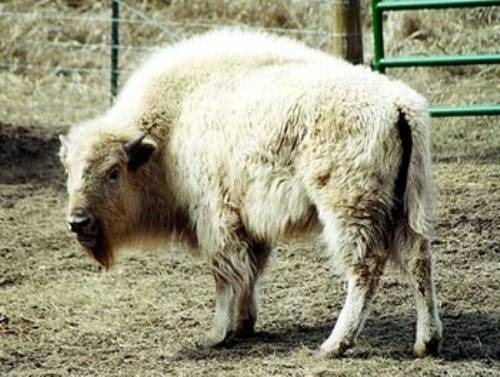 animal-oddities-16