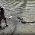 Vídeo mostra pescador disputando peixe com crocodilo de 4m