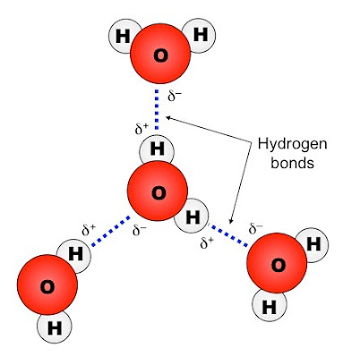Liên kết hydrogen trong phân tử nước