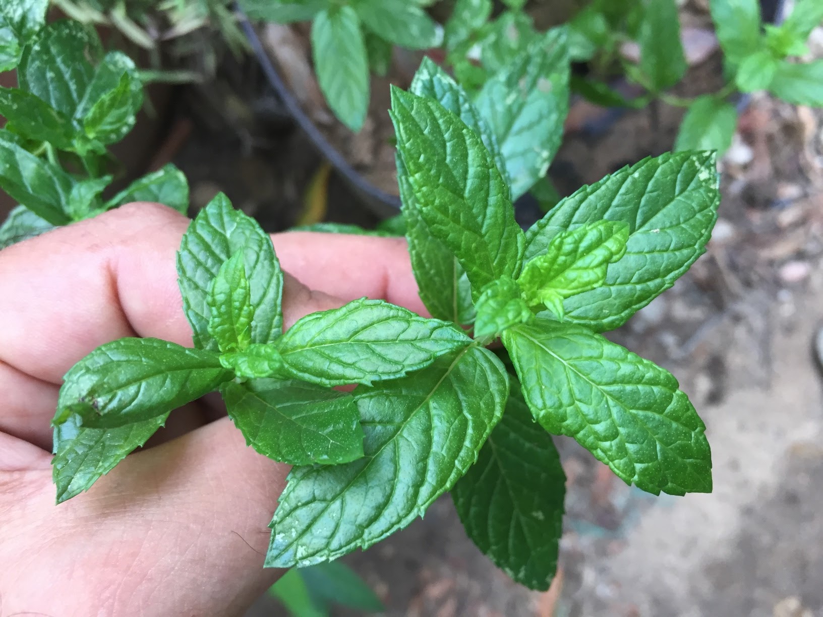 Mint is a perennial herb grown for its leaves. They are wonderful infused in hot water to make a refreshing tea, chopped and added to many dishes, or used to make mint sauce.