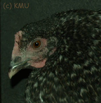 Maran Hen