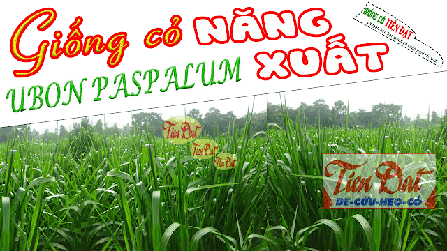 Loại giống cỏ năng suất cao là cỏ paspalum
