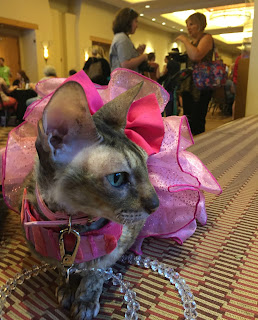 Coco, the Cornish Rex, at the BlogPaws PetSmart Welcome Reception