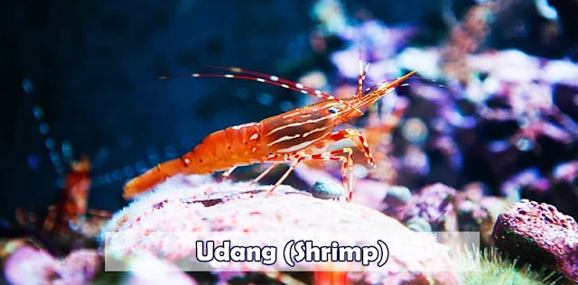 6 Perbedaan Antara Udang dan Lobster