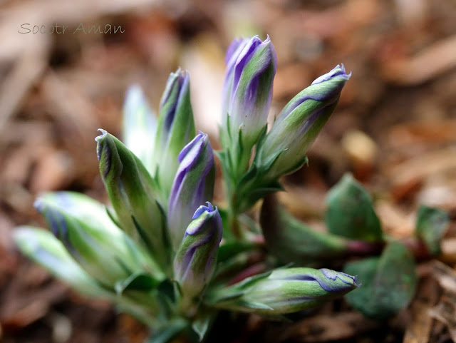 Gentiana zollingeri