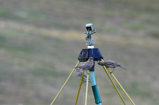 birds 024