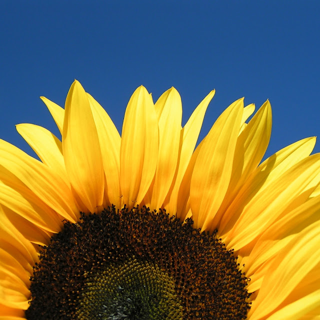 Best Sunflower Photos