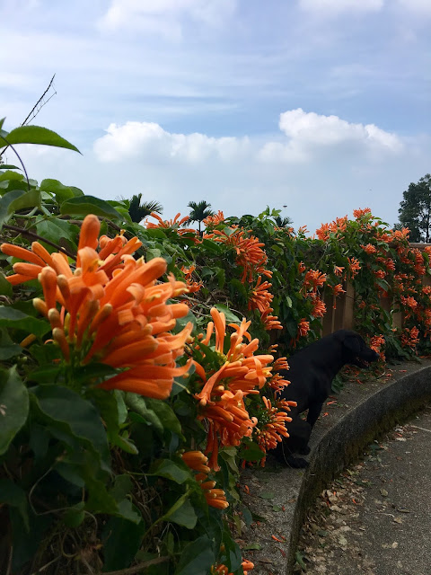 plum blossom, meiling scenic area, tainan, taiwan