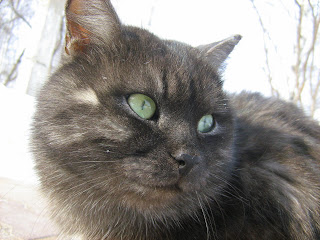 Green-Eyed Tabby Fat-Cat