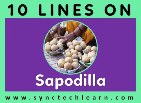 10 lines on sapodilla in english