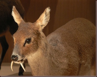 Amazing Animal Pictures Water Deer (9)